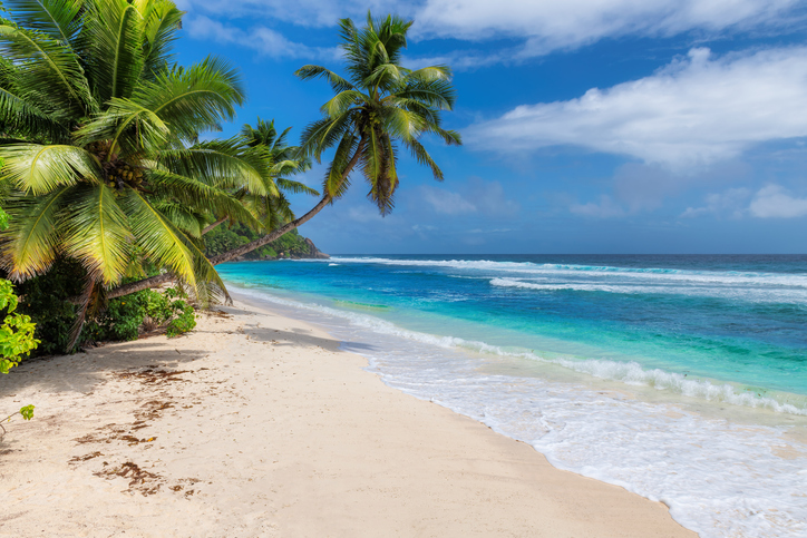 Eine geschwungene Palme neigt sich über den weißen Sandstrand direkt zum türkisfarbenen Wasser.