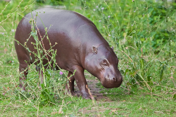 Ein kleines Flusspferd läuft durch hohes, grünes Gras und Unterholz in einer natürlichen Umgebung.