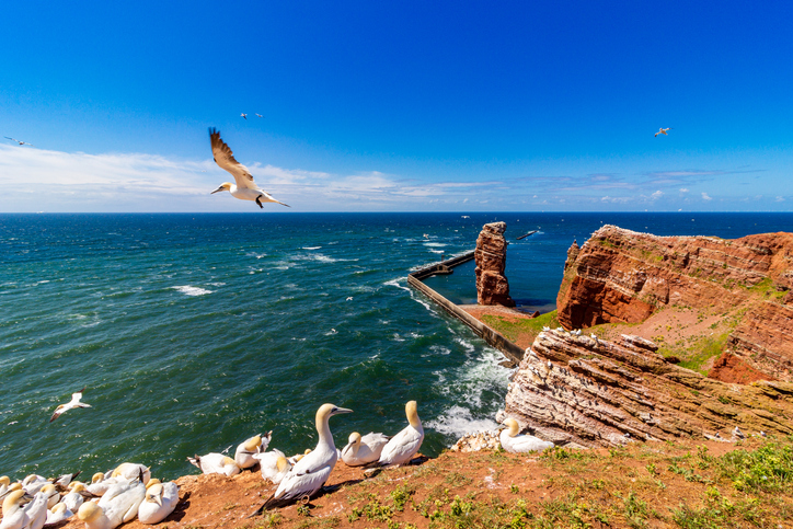Zahlreiche Basstölpel fliegen über den steilen roten Felsen von Helgoland und bevölkern die Felsplateaus.