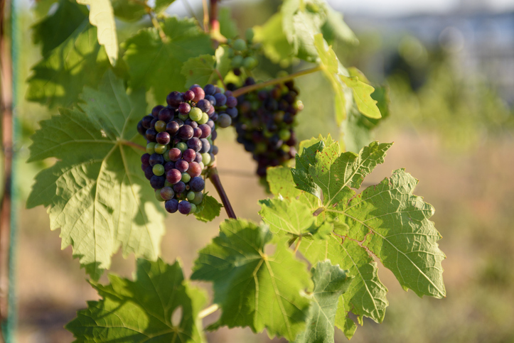 Reife Weintrauben an einem sonnigen Tag hängen an einem Weinstock in einem Weinberg bei Zielona Góra.