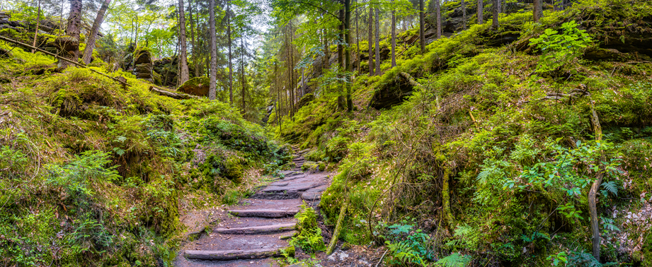Ein schmaler Wanderweg führt durch einen grünen Wald in der Sächsischen Schweiz.