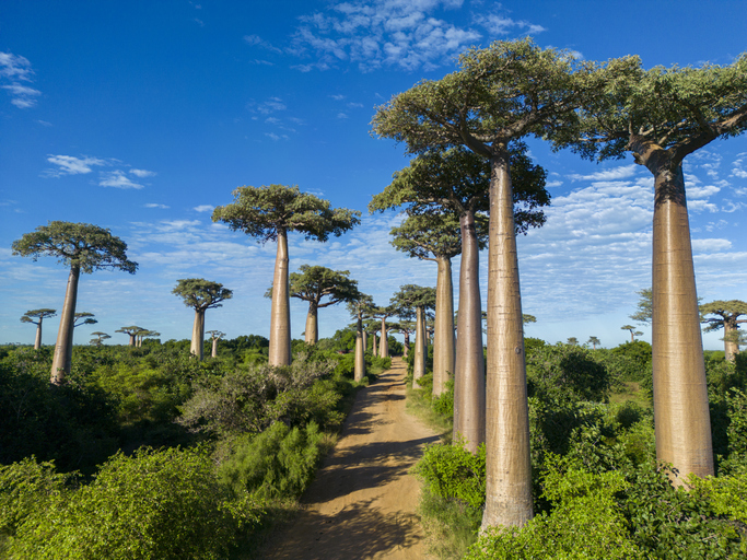 Ein unbefestigter Pfad führt durch eine Allee aus majestätischen, hoch aufragenden Baobab-Bäumen unter einem strahlend blauen Himmel.
