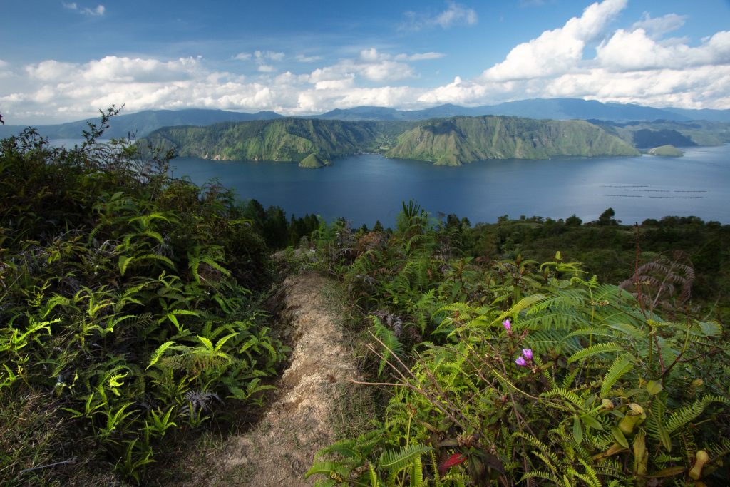 Ein schmaler Pfad führt durch üppige Vegetation mit Farnen und wilden Pflanzen hinunter zu einem weiten See in den Bergen.