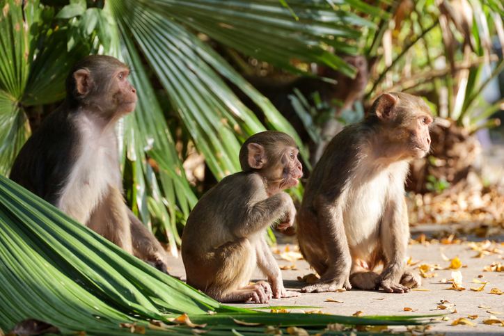 Drei kleine Affen sitzen auf einem Weg im Schatten von großen Palmblättern in einem Naturschutzgebiet auf Hainan.