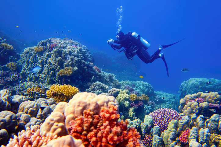 Ein Taucher schwimmt in Hurghada an einem farbenfrohen Korallenriff zwischen zahlreichen Fischen.
