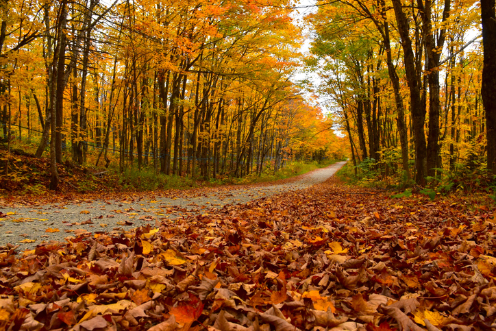 Ein ruhiger Waldweg führt durch einen herbstlichen Laubwald in Kanada.