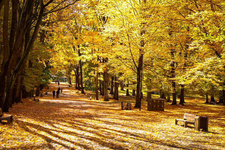 Ein goldgelber herbstlicher Park mit einer mit Laub bedeckten Allee und einladenden Parkbänken.