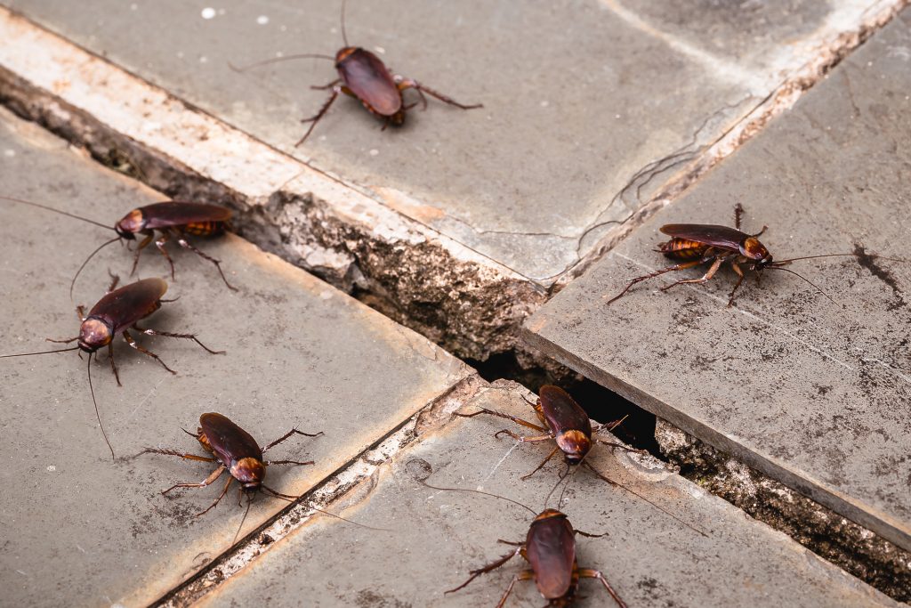 Eine Gruppe von mehreren Kakerlaken, die sich auf einem grauen, gefliesten Boden mit sichtbaren Fugen bewegen.