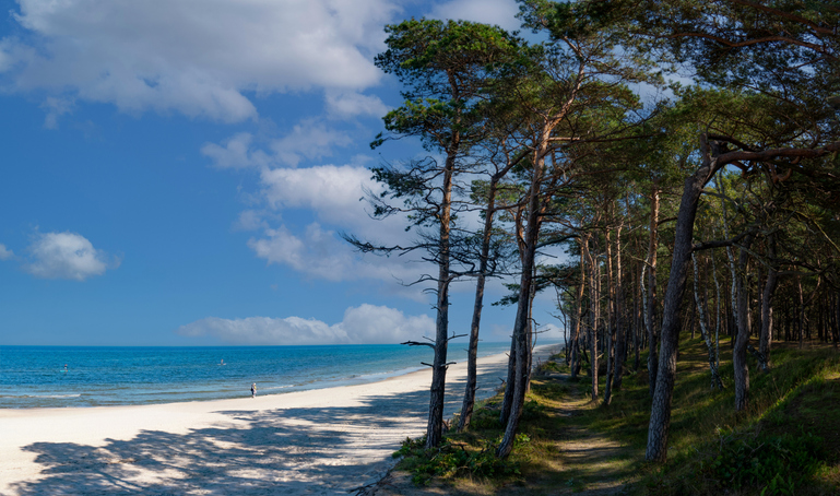 Hohe Kiefern säumen einen idyllischen Küstenpfad am weißen Sandstrand von Kolberg, der sich entlang der Ostseeküste erstreckt.