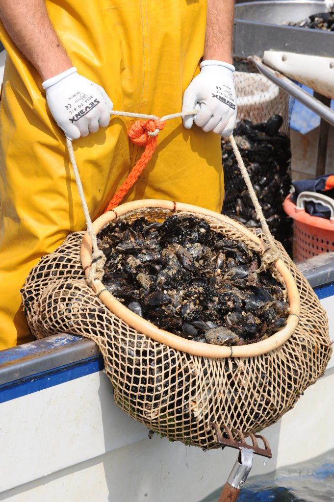 Ein Fischer in gelber Kleidung hält einen Korb voller frischer Muscheln an Bord eines Bootes.