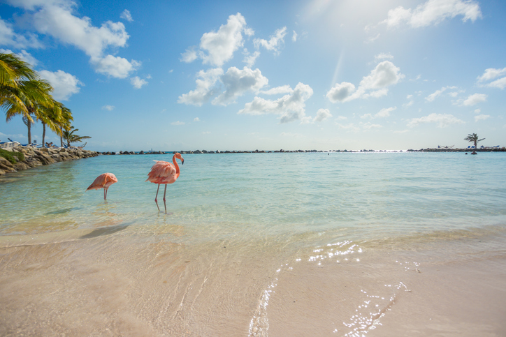Zwei rosa Flamingos stehen im flachen Wasser an einem hellen Strand auf Aruba.