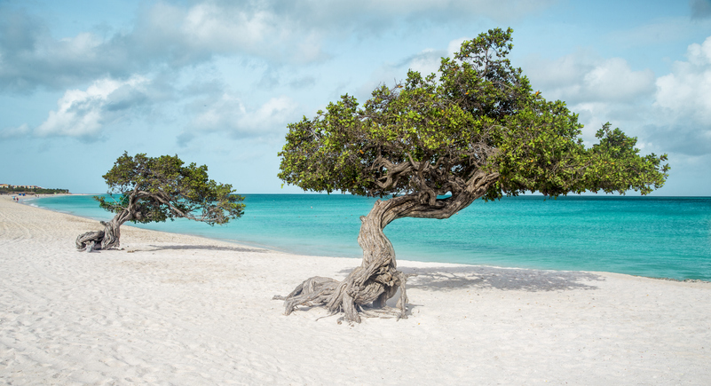 Windgeformte Divi-Divi-Bäume stehen am weißen Sandstrand vor türkisblauem Meer.