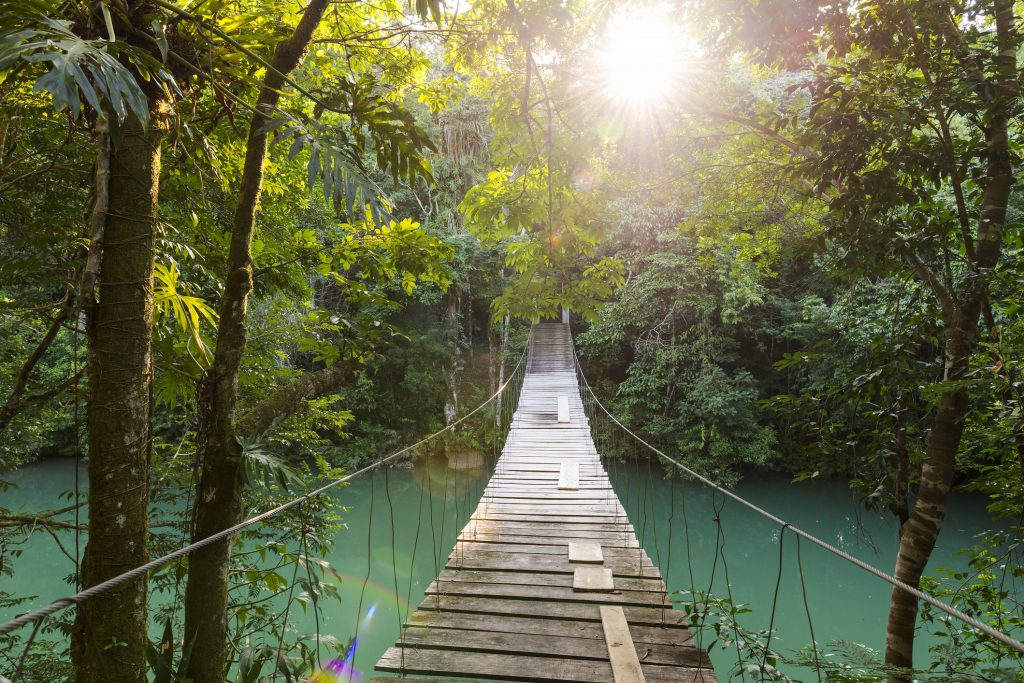 Eine schmale Holzbrücke führt durch einen dichten, von Sonnenlicht durchfluteten Regenwald über einen Fluss.