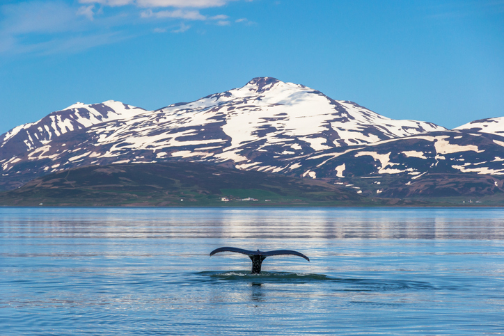 Schwanzflosse eines Wals vor verschneiten Bergen im Fjord bei Akureyri