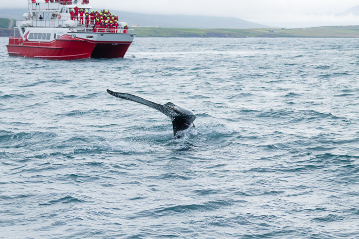 Walflosse neben einem Ausflugsboot im Fjord bei Akureyri