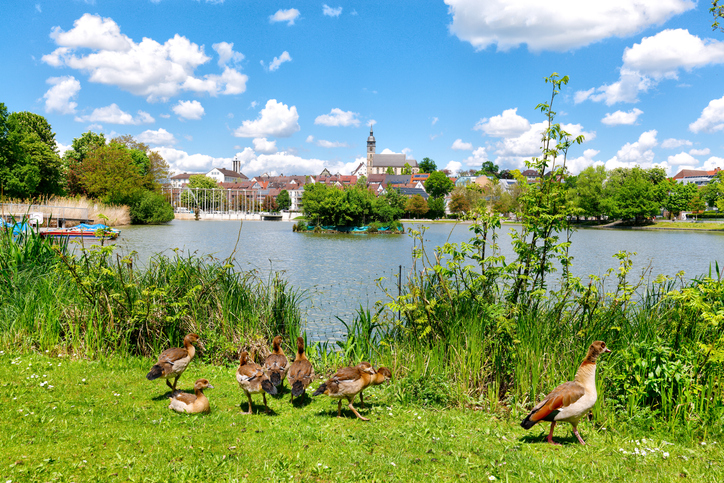 Blick auf den See in Böblingen mit Enten, Schilf, grünen Bäumen und Stadtansicht im Hintergrund.