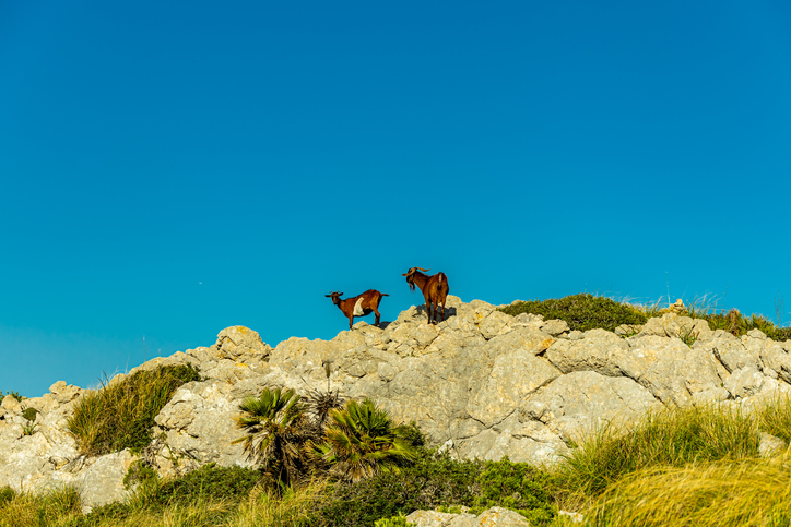 Zwei Ziegen stehen auf felsigem Gelände oberhalb von Cala Sant Vicenç unter blauem Himmel
