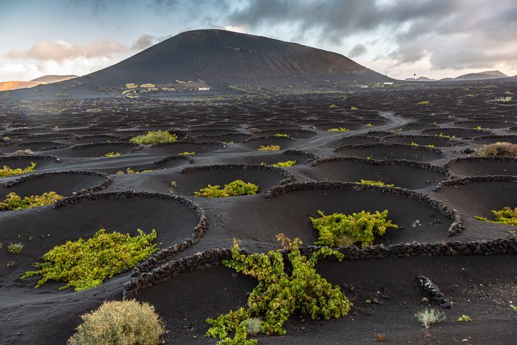 Runde Steinmulden mit grünen Weinreben liegen in einer schwarzen Vulkanlandschaft auf Lanzarote.