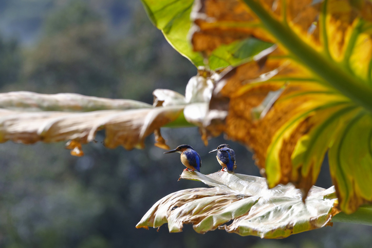 Zwei kleine Vögel sitzen auf großen Blättern mit Wassertropfen in einer grünen Umgebung bei Antananarivo.