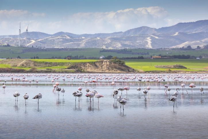 Zahlreiche Flamingos stehen im flachen Wasser eines Salzsees bei Larnaka vor weiter Landschaft