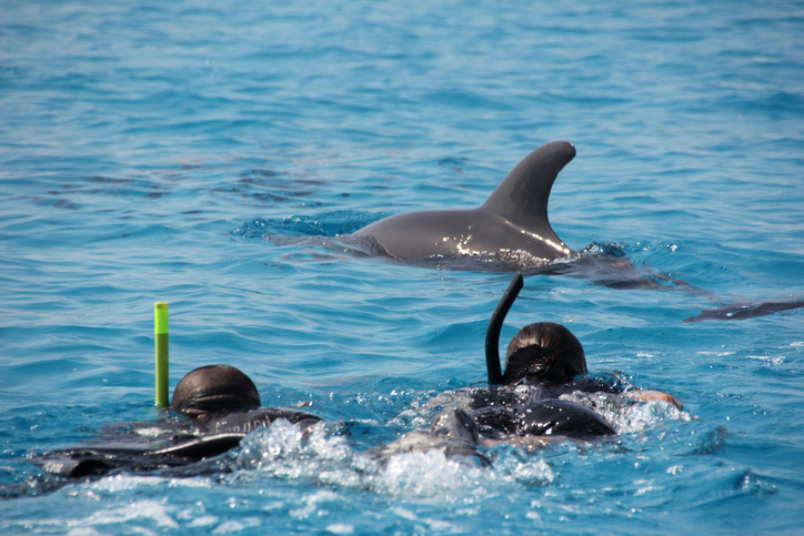 Schnorchler beobachten Delfine im blauen Meer vor der Küste von Sansibar.
