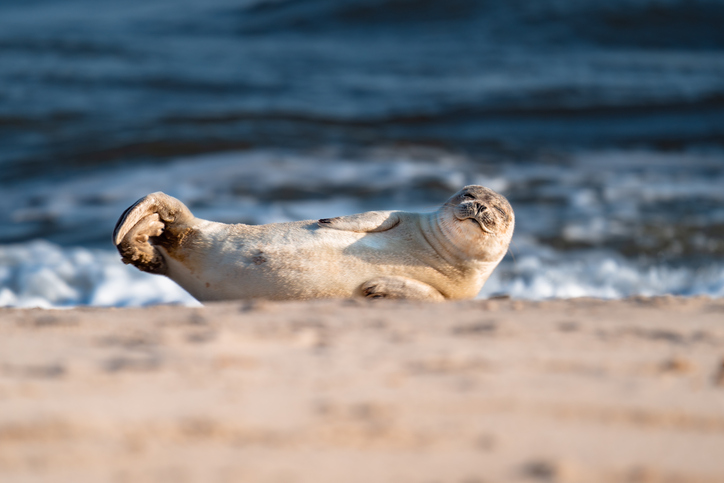Robbe liegt entspannt am Sandstrand von Sylt mit unscharfer Brandung der Nordsee im Hintergrund.