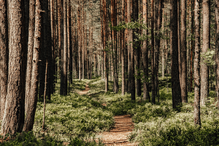 Schmaler Wanderweg durch einen dichten Kiefernwald in Lettland mit hohen Baumstämmen und grün bewachsenem Waldboden.