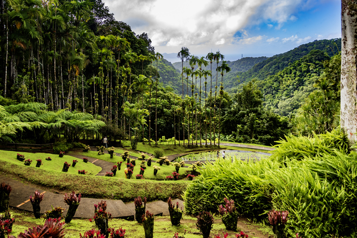 Üppiger tropischer Garten auf Martinique mit gepflegten Beeten, hohen Palmen und dicht bewachsenen grünen Berghängen im Hintergrund.