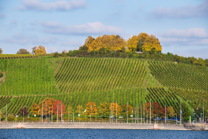 Gepflegte Weinberge ziehen sich in Reihen einen Hang oberhalb des Bodensees entlang.
