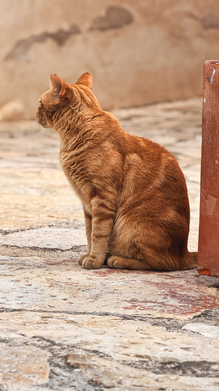 Rot getigerte Katze sitzt auf dem gepflasterten Boden einer historischen Gasse in Valldemossa auf Mallorca.
