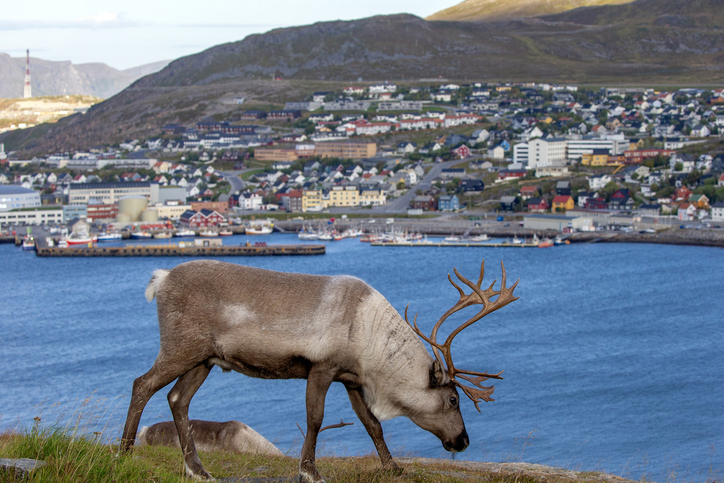 Rentier mit großem Geweih auf einem Berghang oberhalb von Hammerfest mit Hafen, Häusern und Meer im Hintergrund.