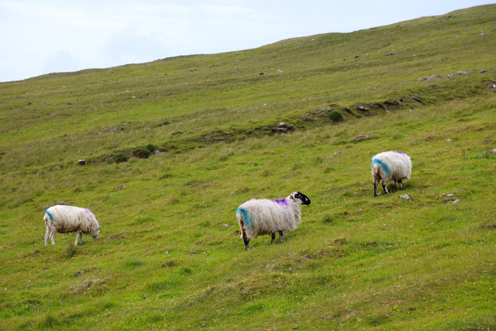 Drei Schafe auf einer saftig grünen Wiese in der Landschaft bei Dingle