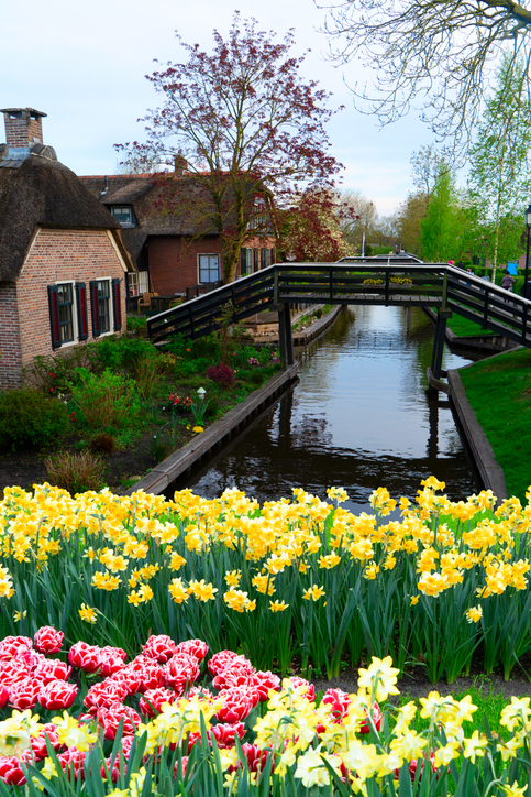 Kanal in Giethoorn mit schwarzer Holzbrücke, Reetdachhaus und blühenden Narzissen sowie roten Tulpen im Vordergrund.